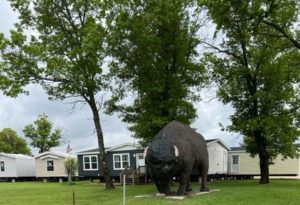 Billy the Buffalo